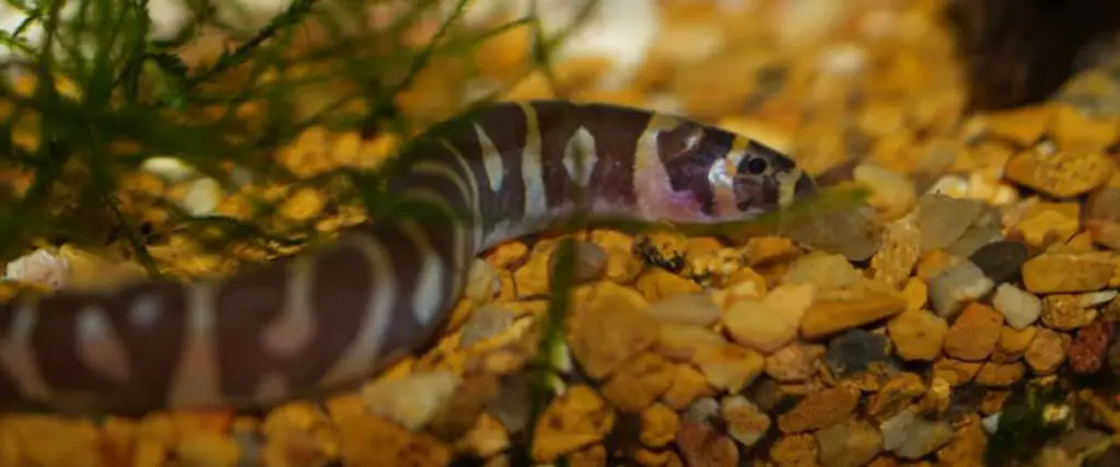 kuhli loach