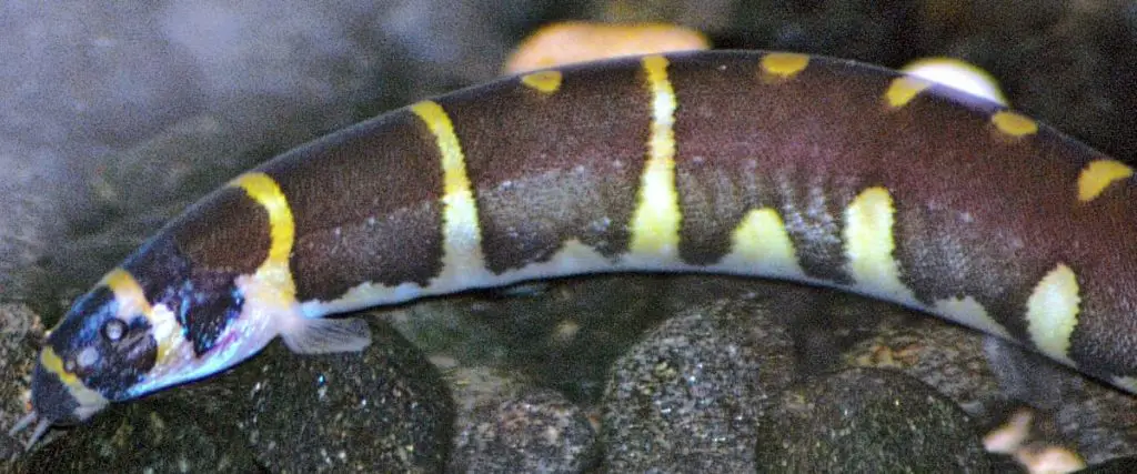 loach