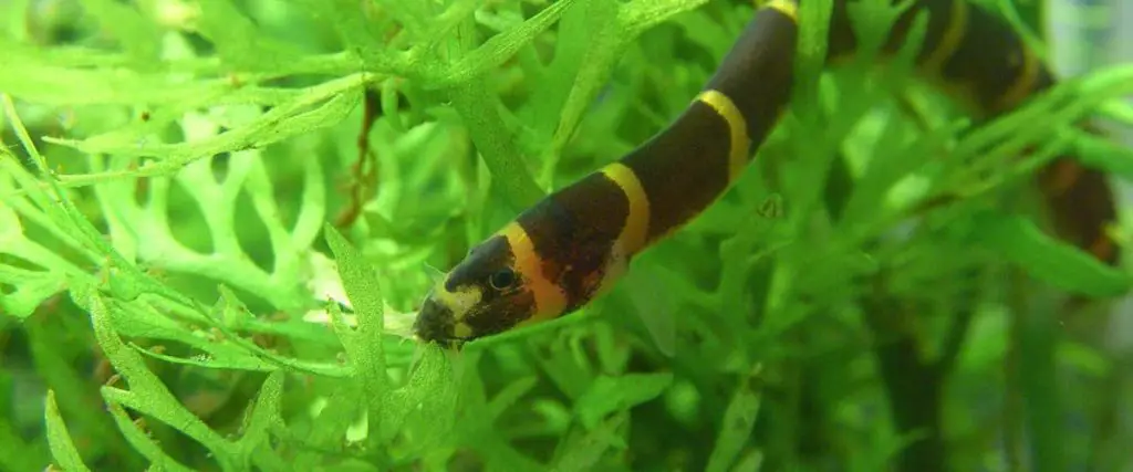 loach in the grass