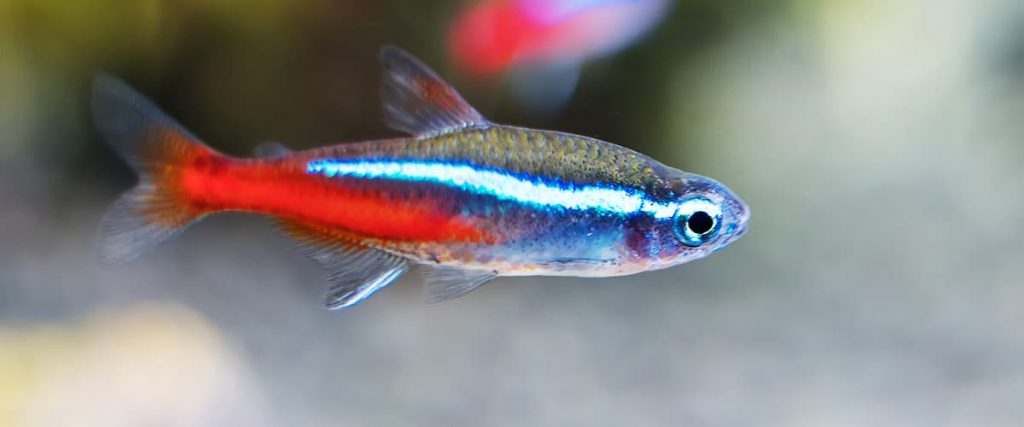 neon-tetra-side-view