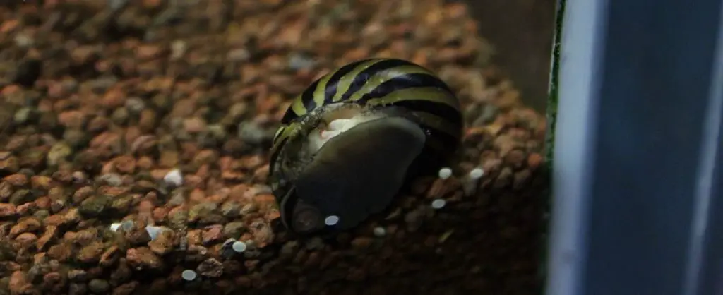 nerite snail in fish tank