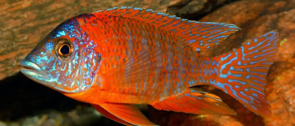 orange and blue Aulonocara fish