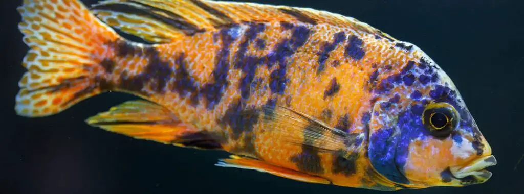 peacock cichlid up close