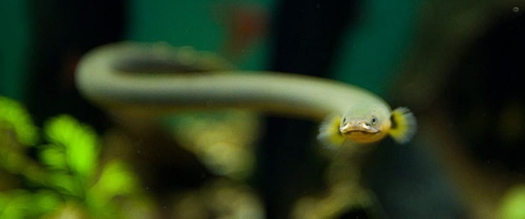 freshwater eels