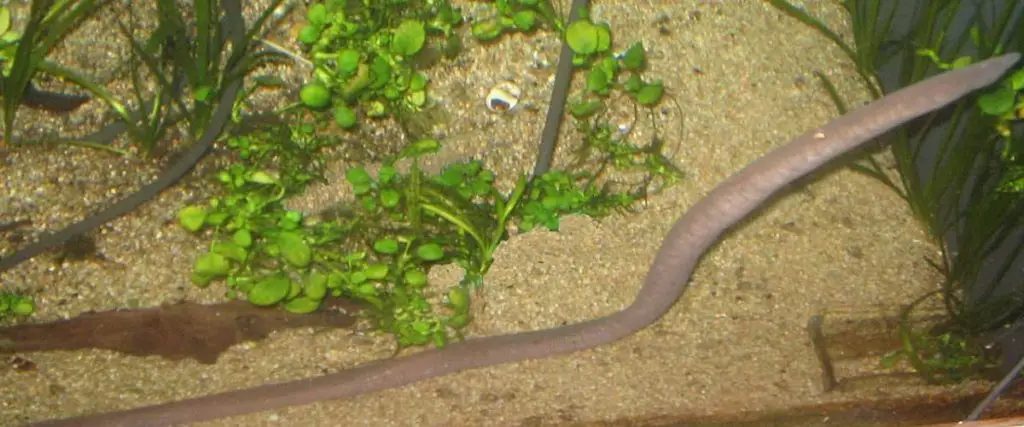 freshwater eels