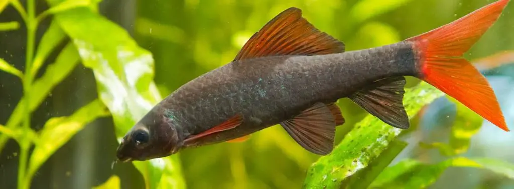 side view of rainbow shark in a fish tank