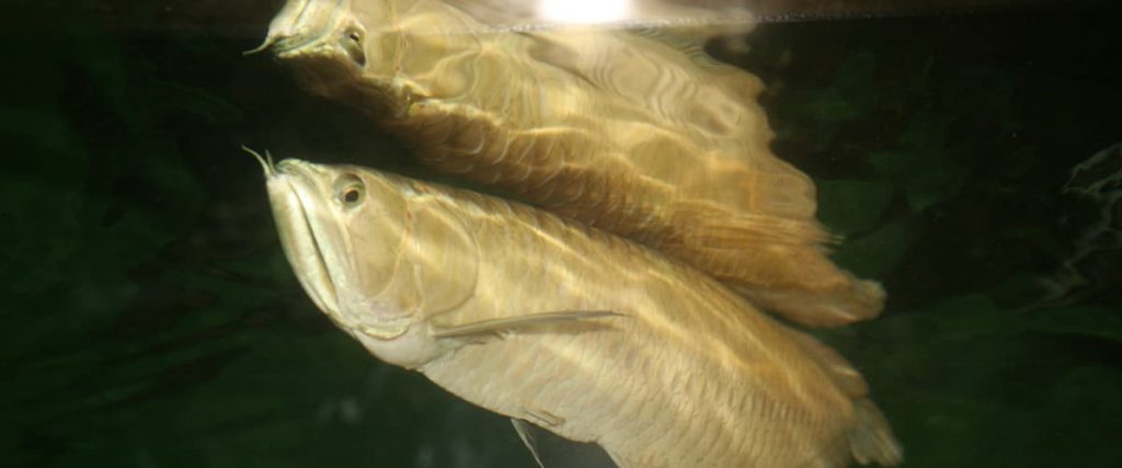 silver arowana fish swimming near top of aquarium