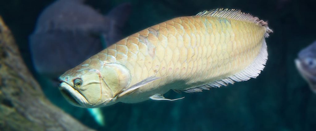 single silver arowana fish swimming in aquarium