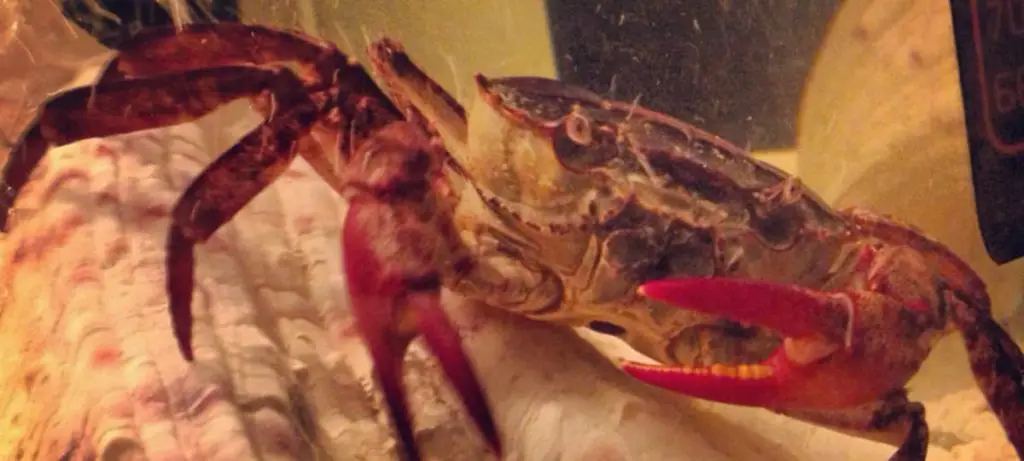 thai devil crab in fish tank