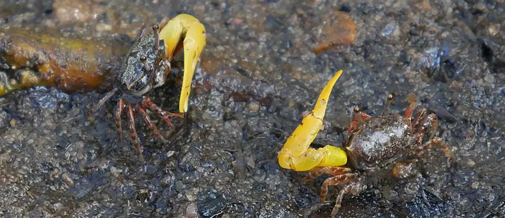 two gold claw crabs