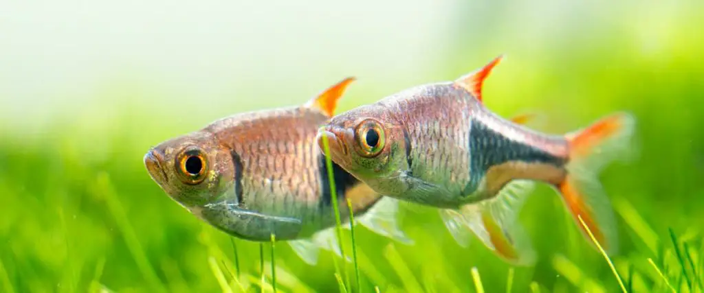 two rasbora heteromorph fish swimming along a carpeted aquarium
