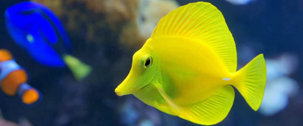 Yellow-tang - saltwater fish tank