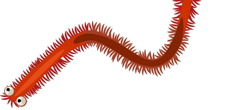 red bristle worms