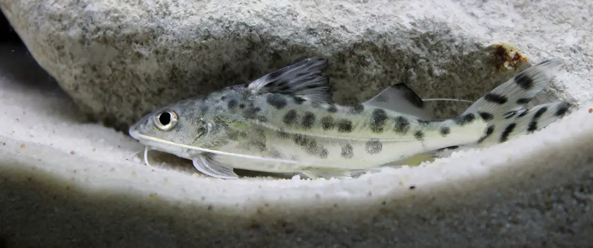 pictus catfish on sand