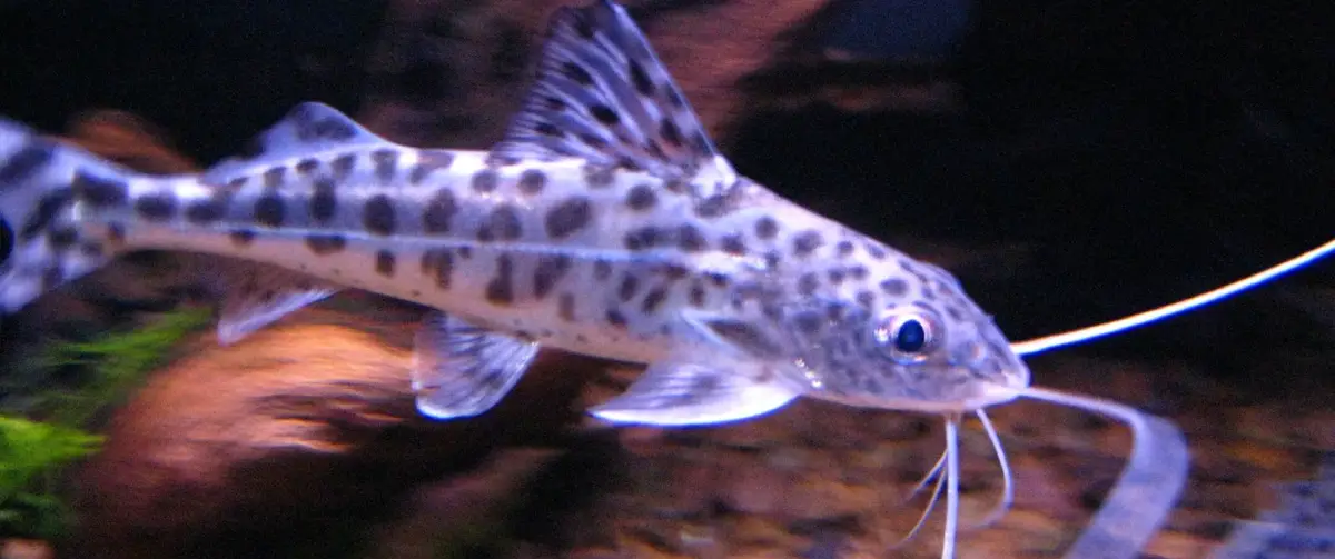 pictus catfish swimming