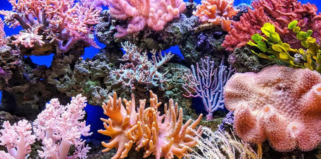 coral saltwater aquarium eco friendly aquarium
