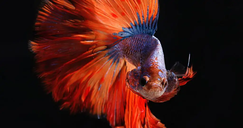 red blue betta eco friendly aquarium