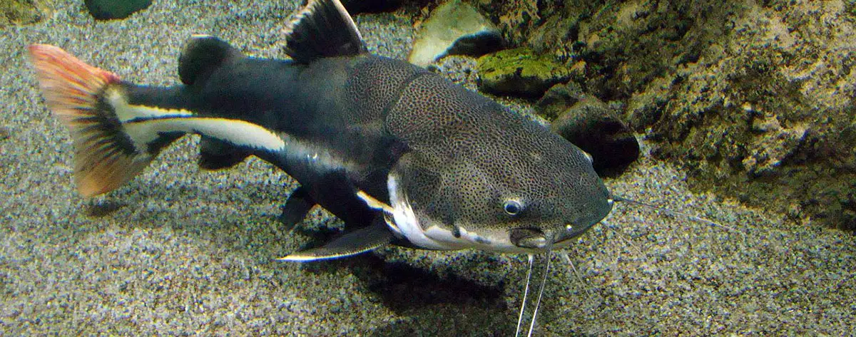 redtail catfish along bottom of tank