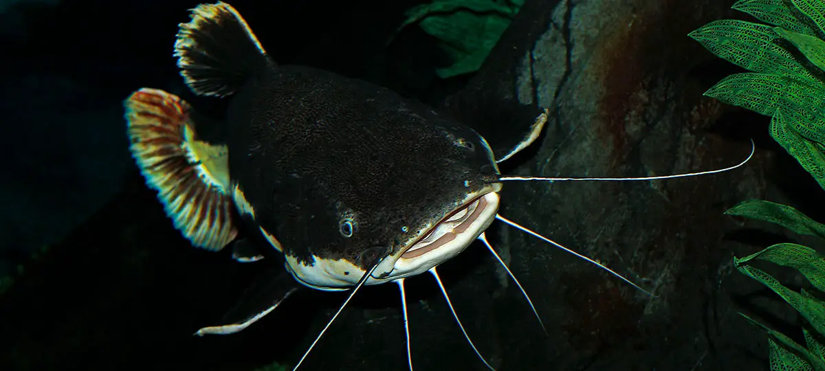 redtail catfish swimming in dark water
