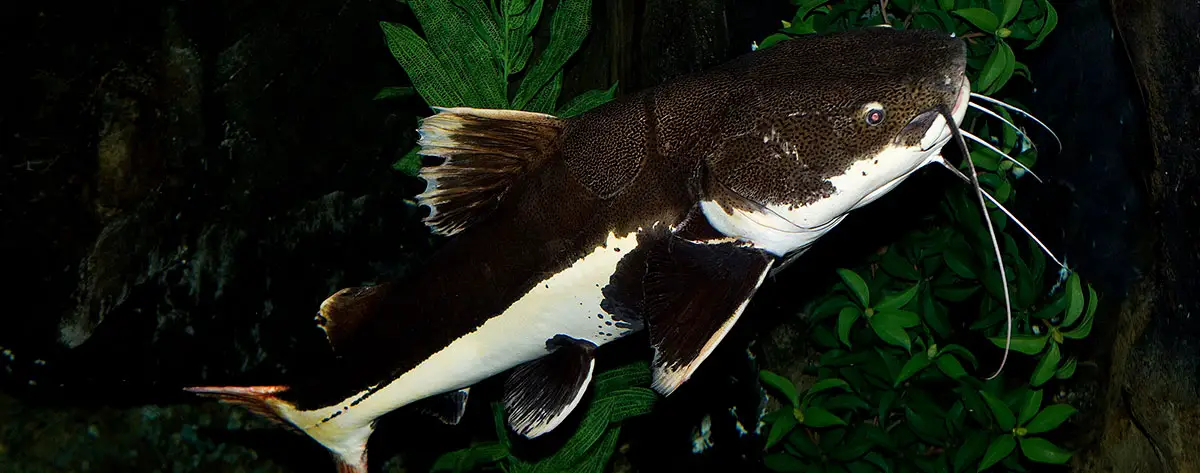 side view of redtail catfish
