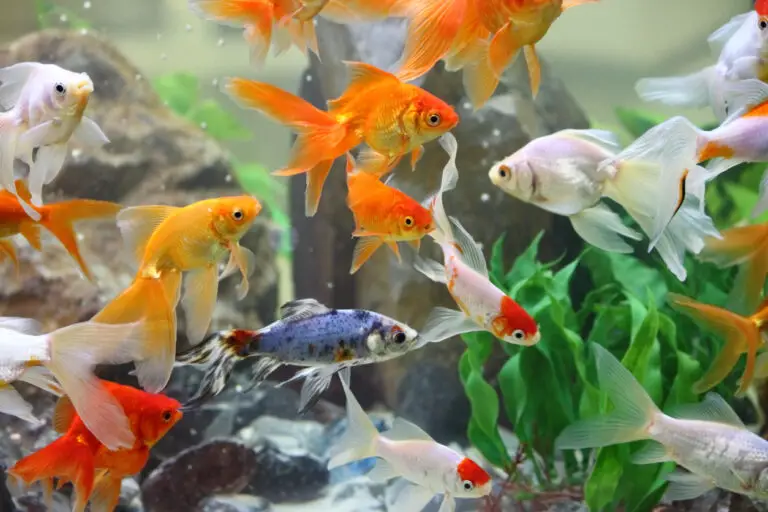 Goldfish Tank Mates: Top 21 Fish That Can Safely Live With Goldfish