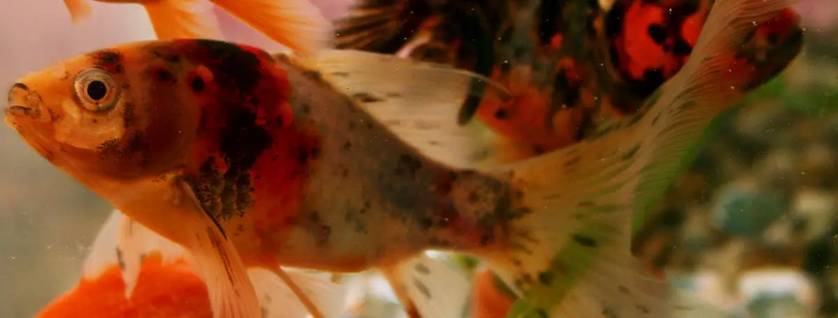 goldfish turning black in-aquarium