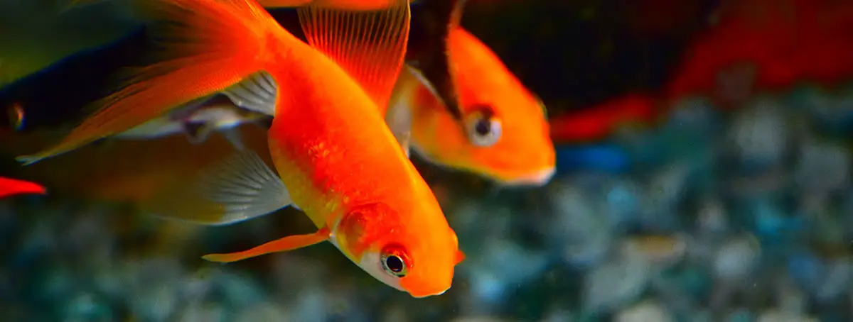 orange-and-white-goldfish