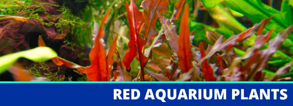 red aquarium plants header