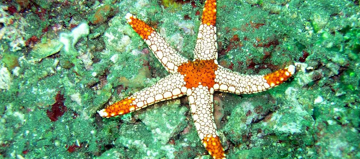 starfish feeding guide