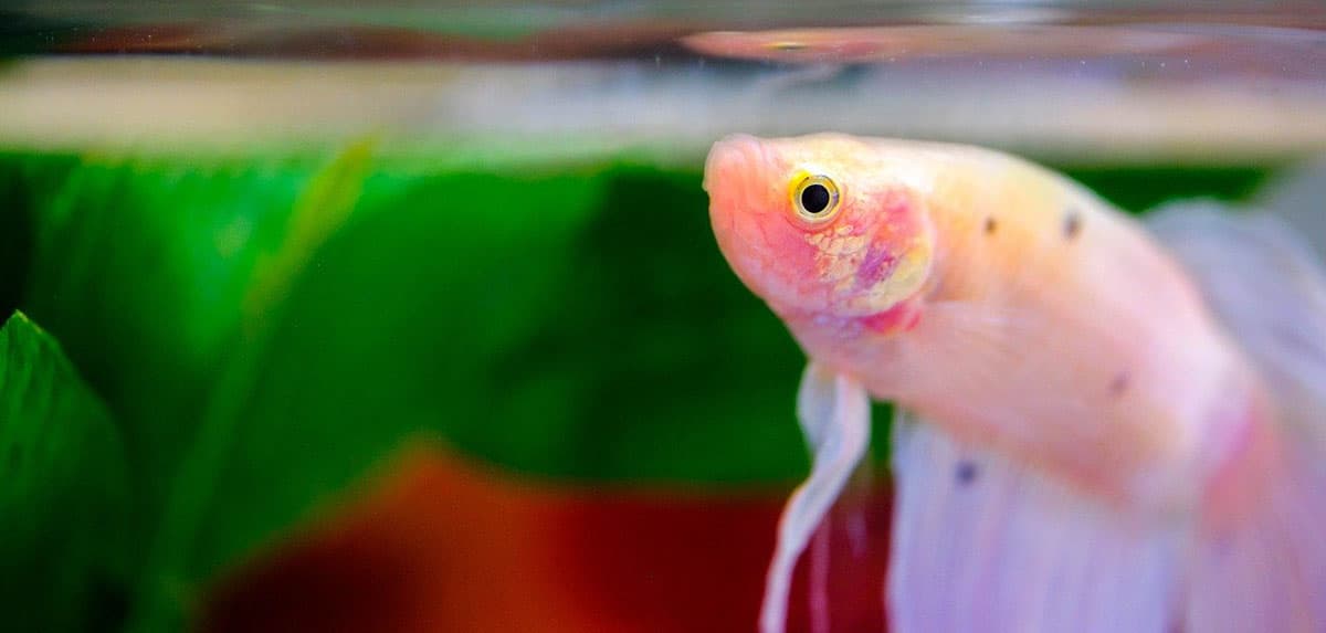 betta coming up to top of water in aquarium to eat