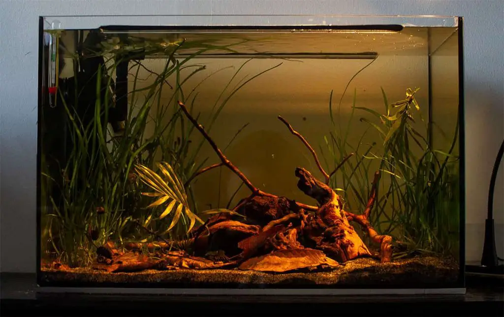 Create Your Own Blackwater Biotope Tips Tricks — Buce, 54% OFF