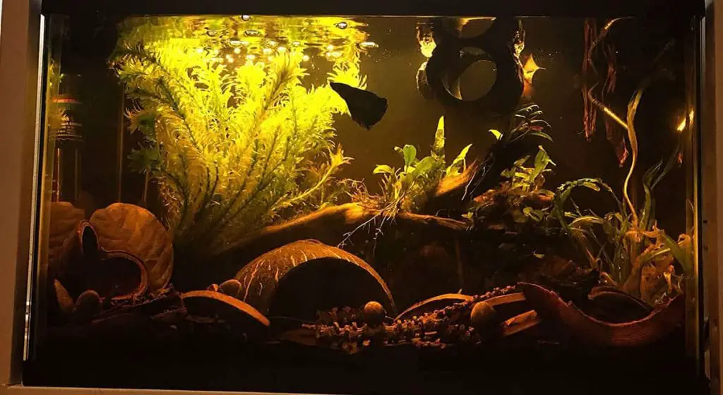 Blackwater Aquarium Setup: A Complete Tank Guide