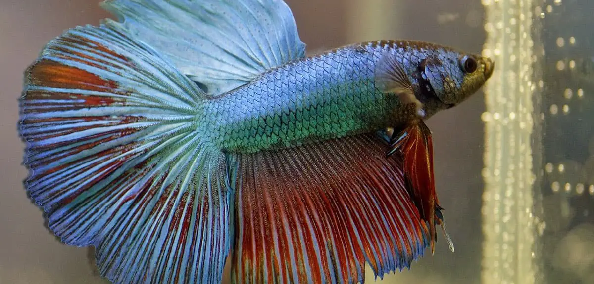 blue betta with red fin marks