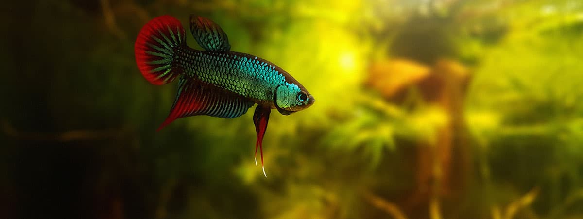 blue red betta on planted background