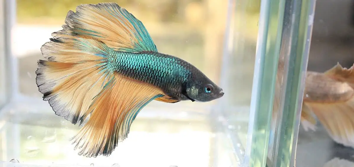 bluish green betta fish