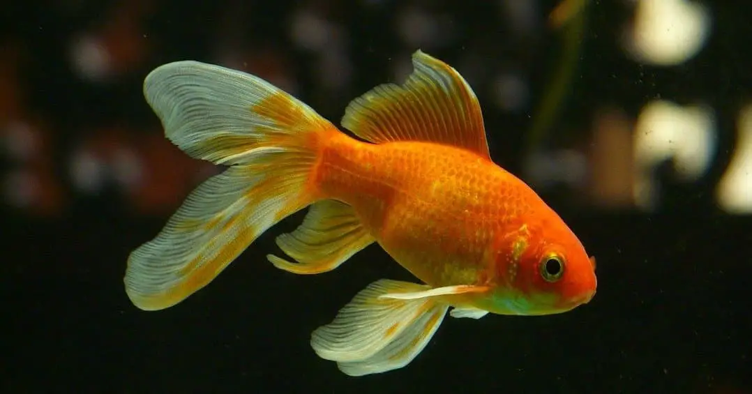 can goldfish eat betta food