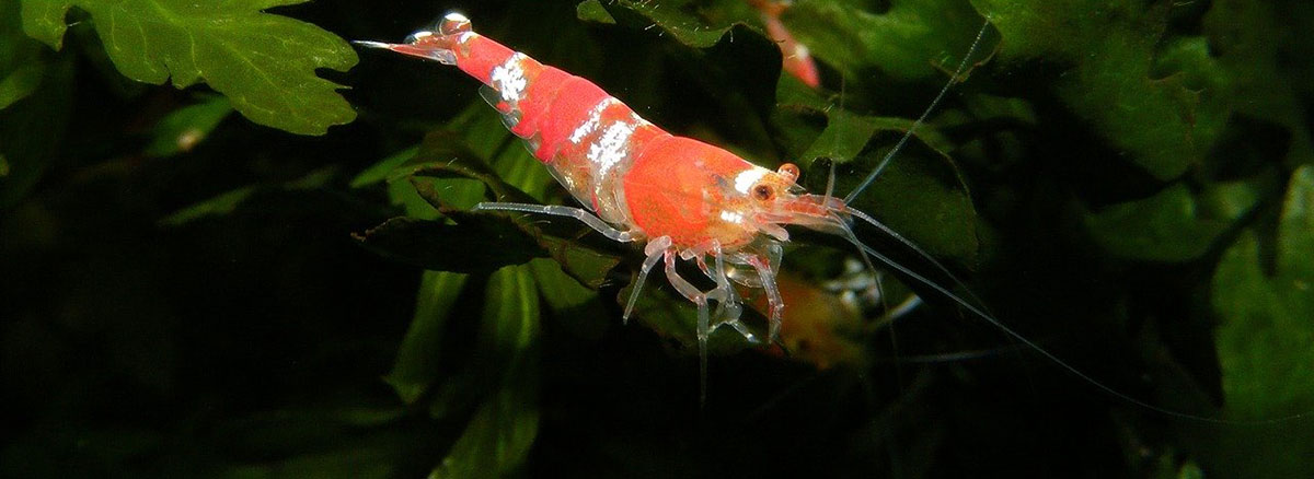shrimp in shrimp tank