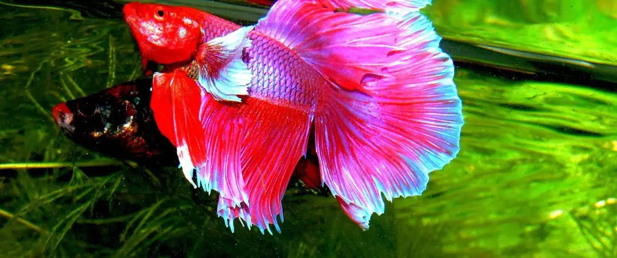 why red betta fish is not eating