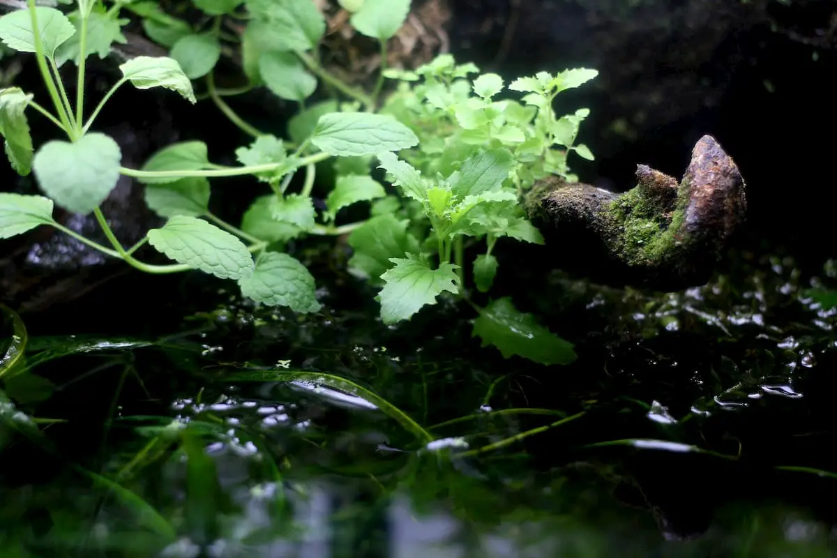 aquatic plants