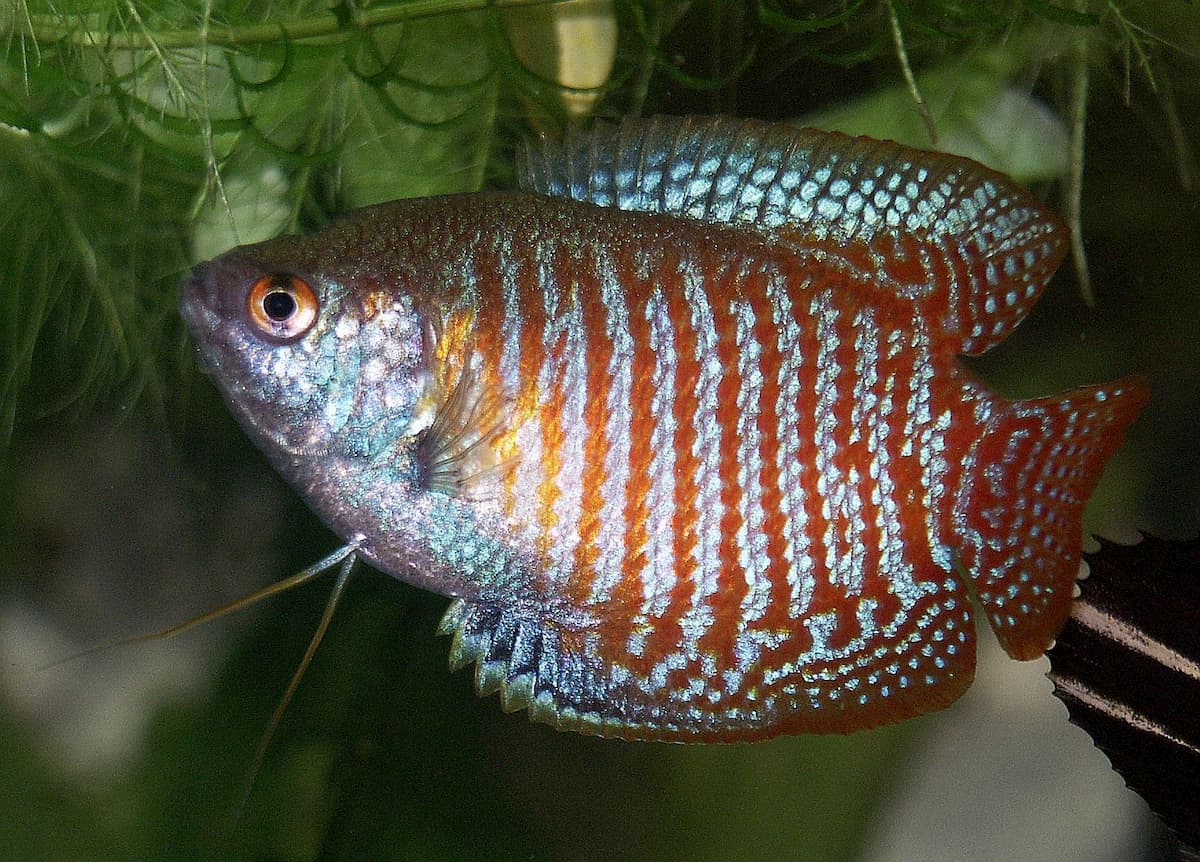 paludarium fish