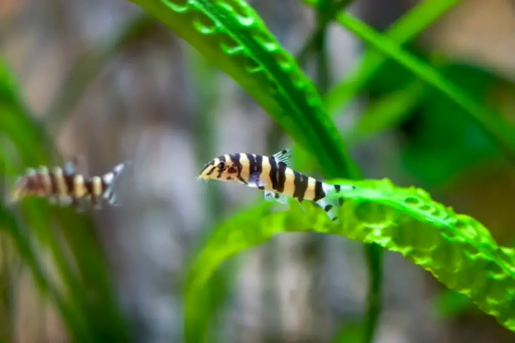 orange and black fish