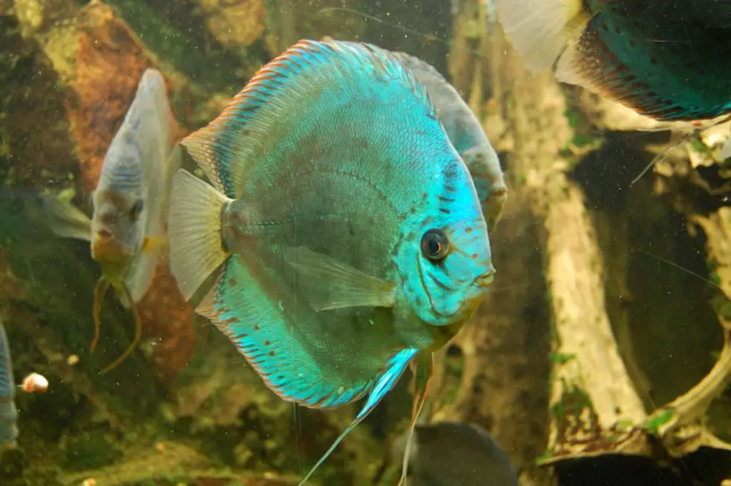 discus-cichlid-908863_19201