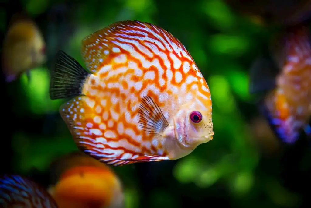 orange and red and white spotted aquarium creature