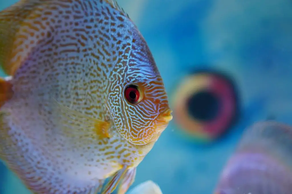 discus fish