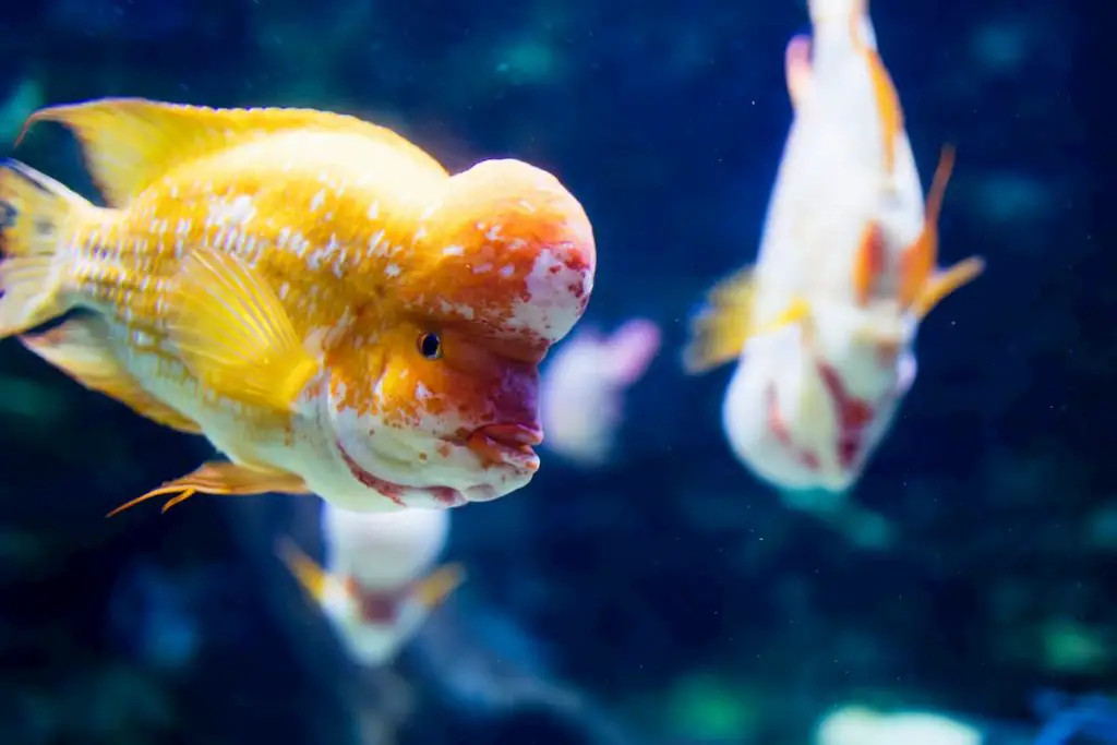 flowerhorn cichlid