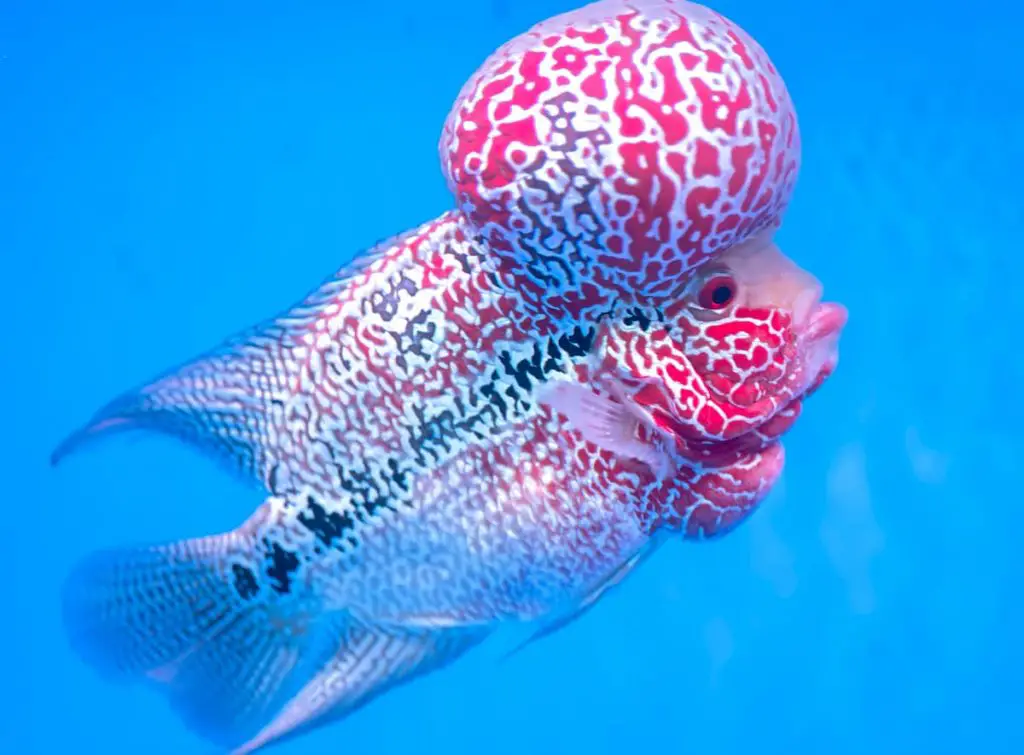 flowerhorn cichlid