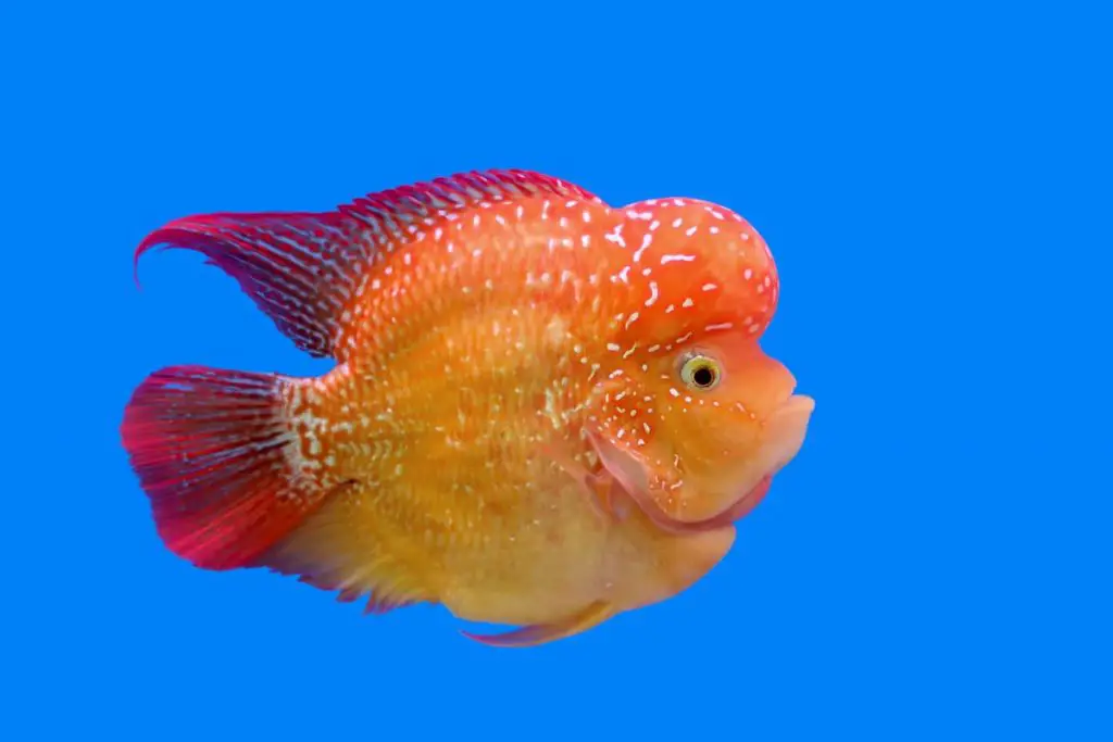 fish swimming in aquarium