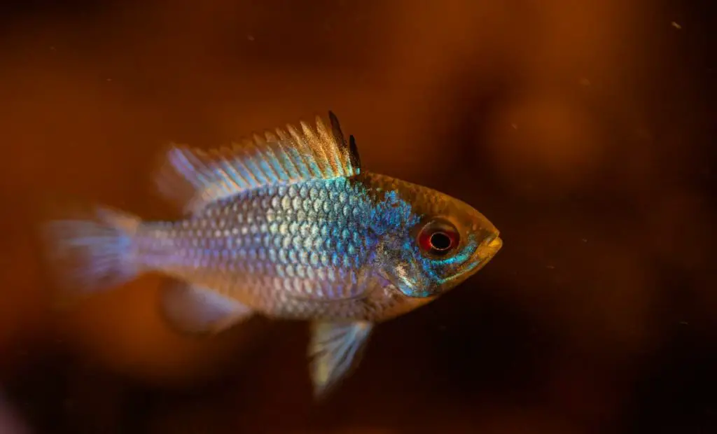 cichlid