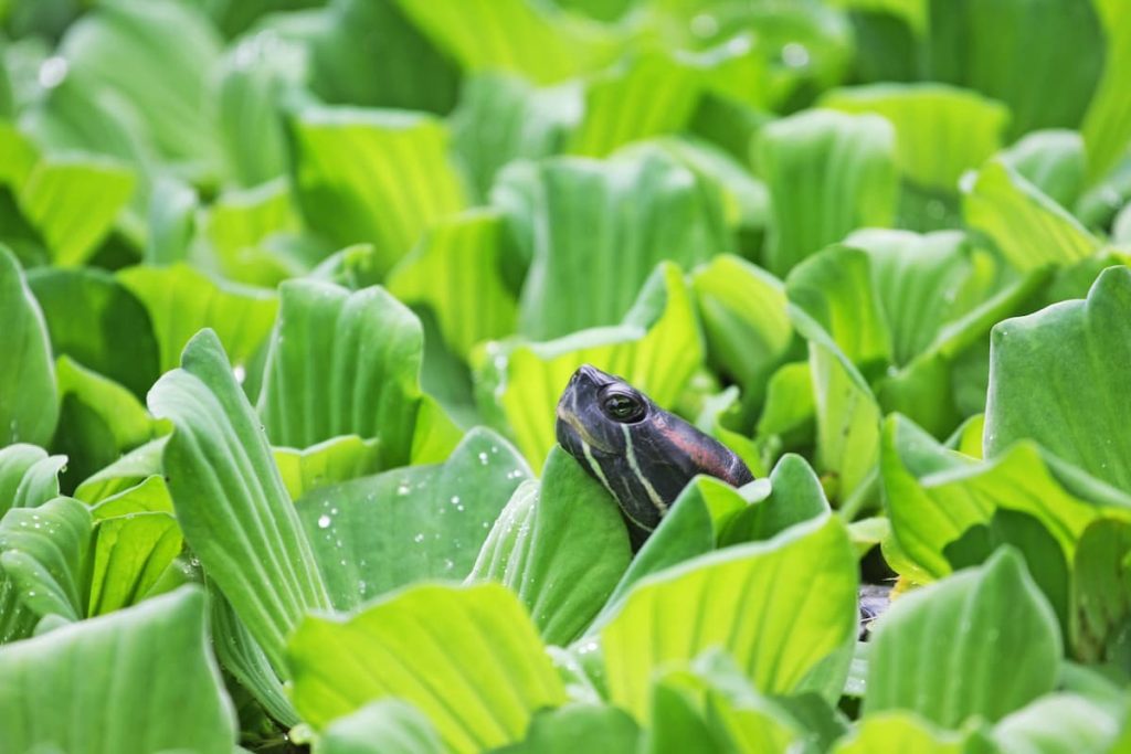 turtle poking up out of water lettuce