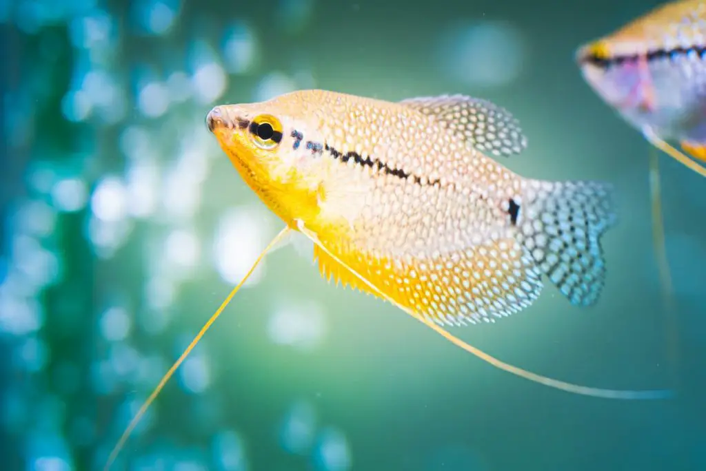 pearl gourami